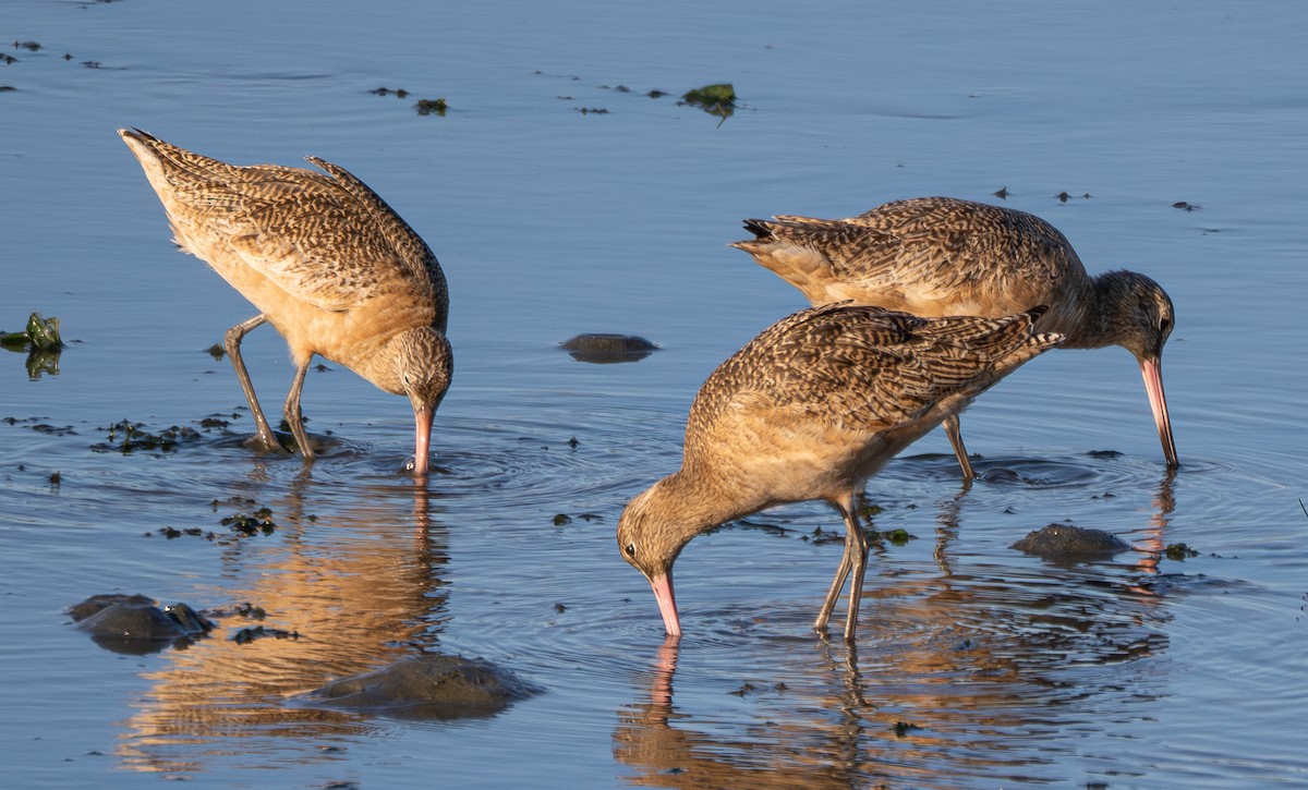 Marbled Godwit - ML629153922