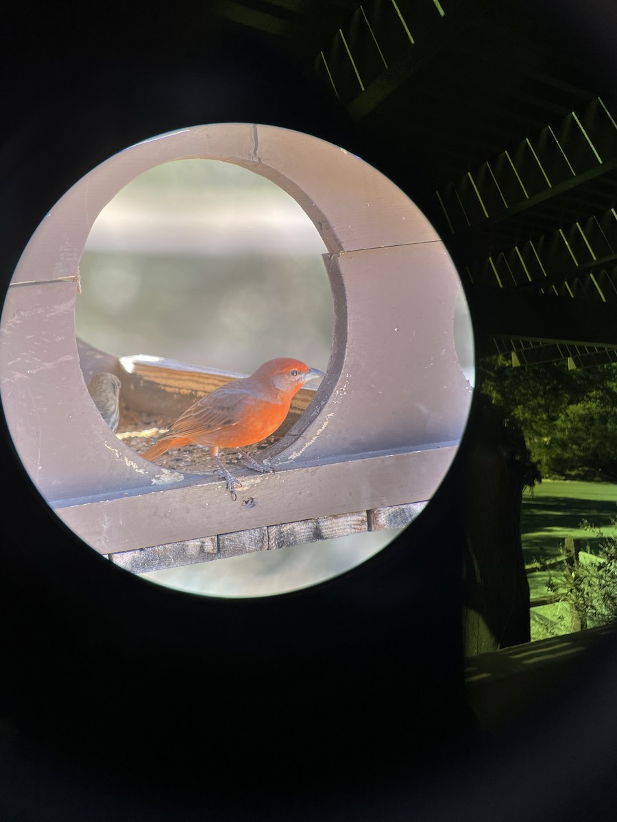 Hepatic Tanager - ML629153964