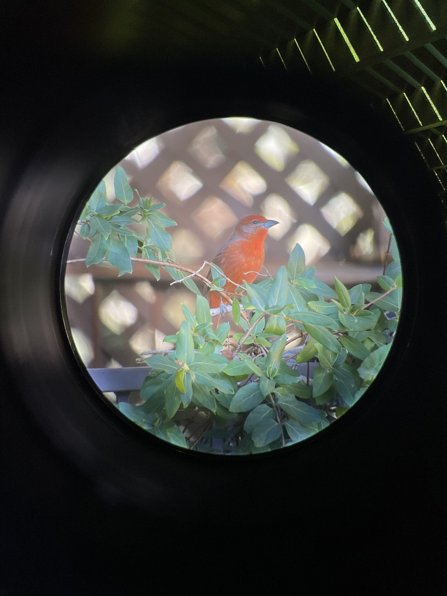 Hepatic Tanager - ML629153965