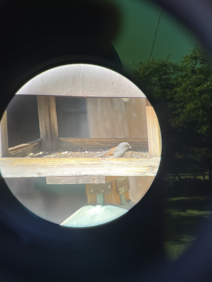 Yellow-eyed Junco - ML629153988