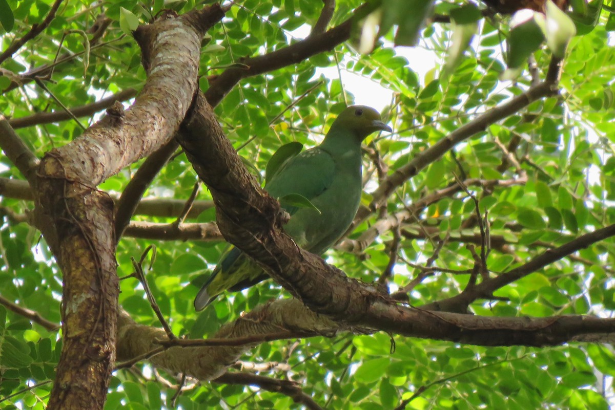 Вануатский фруктовый голубь - ML62915401
