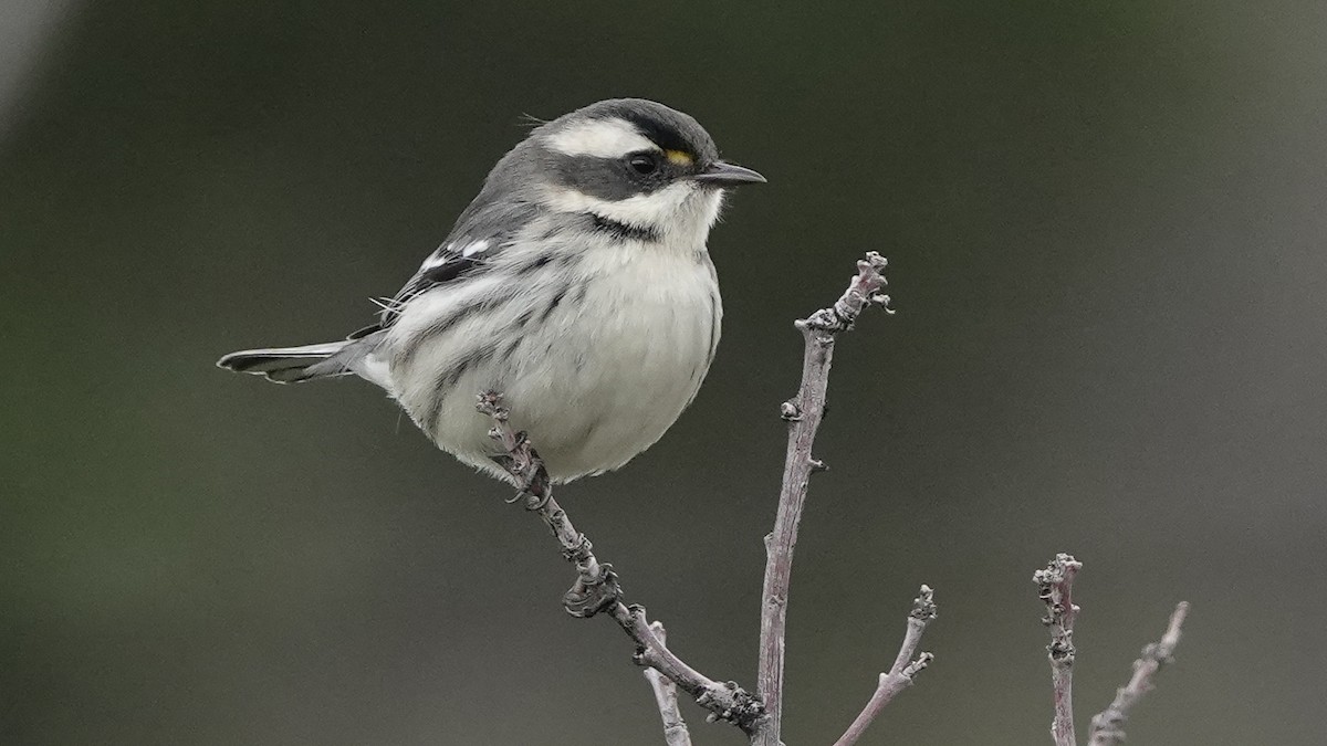 gråparula - ML629154048