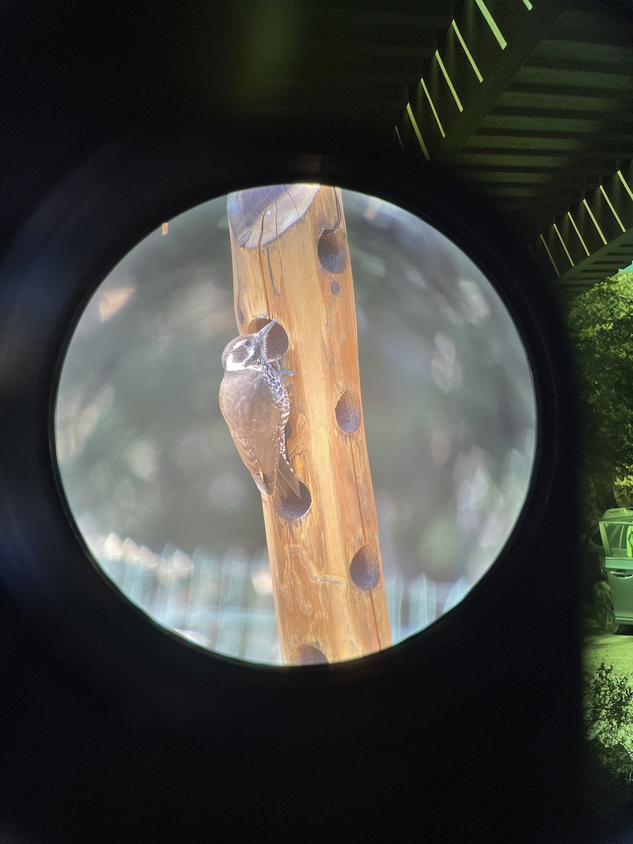 Arizona Woodpecker - ML629154050