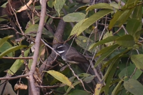 Spot-breasted Fantail - ML629154061