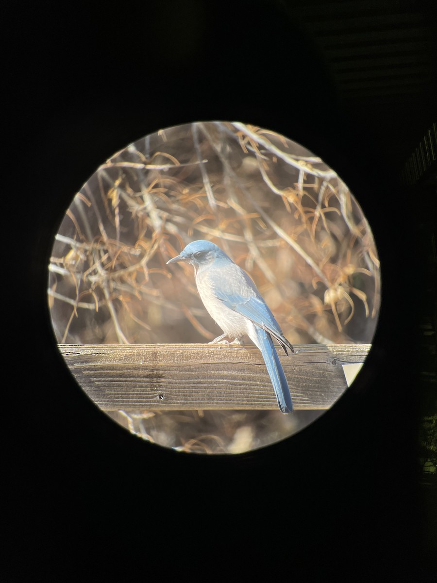Mexican Jay - ML629154080