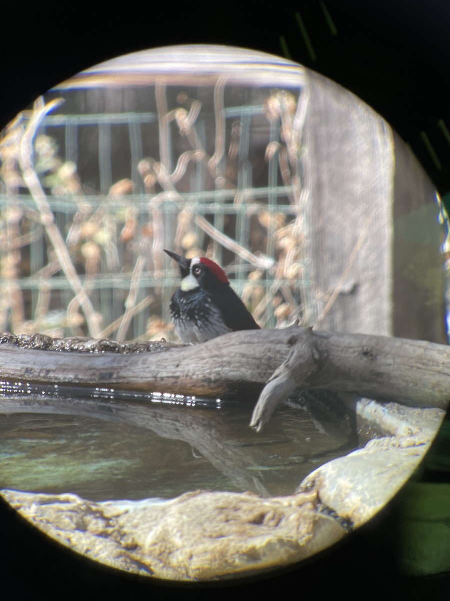 Acorn Woodpecker - ML629154115