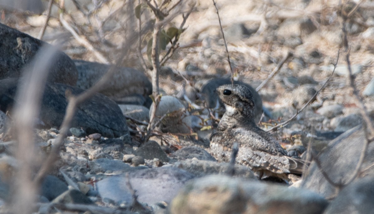 Lesser Nighthawk - ML629154275