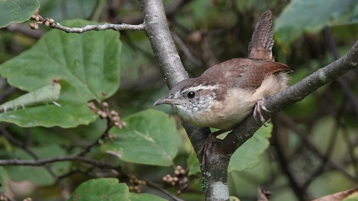 Carolina Wren - ML629154419