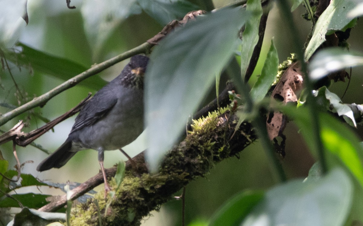 Andean Slaty Thrush - ML629154478
