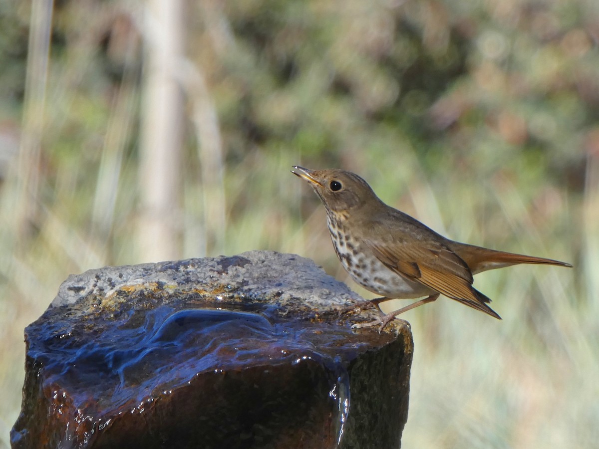 Hermit Thrush - ML629154758