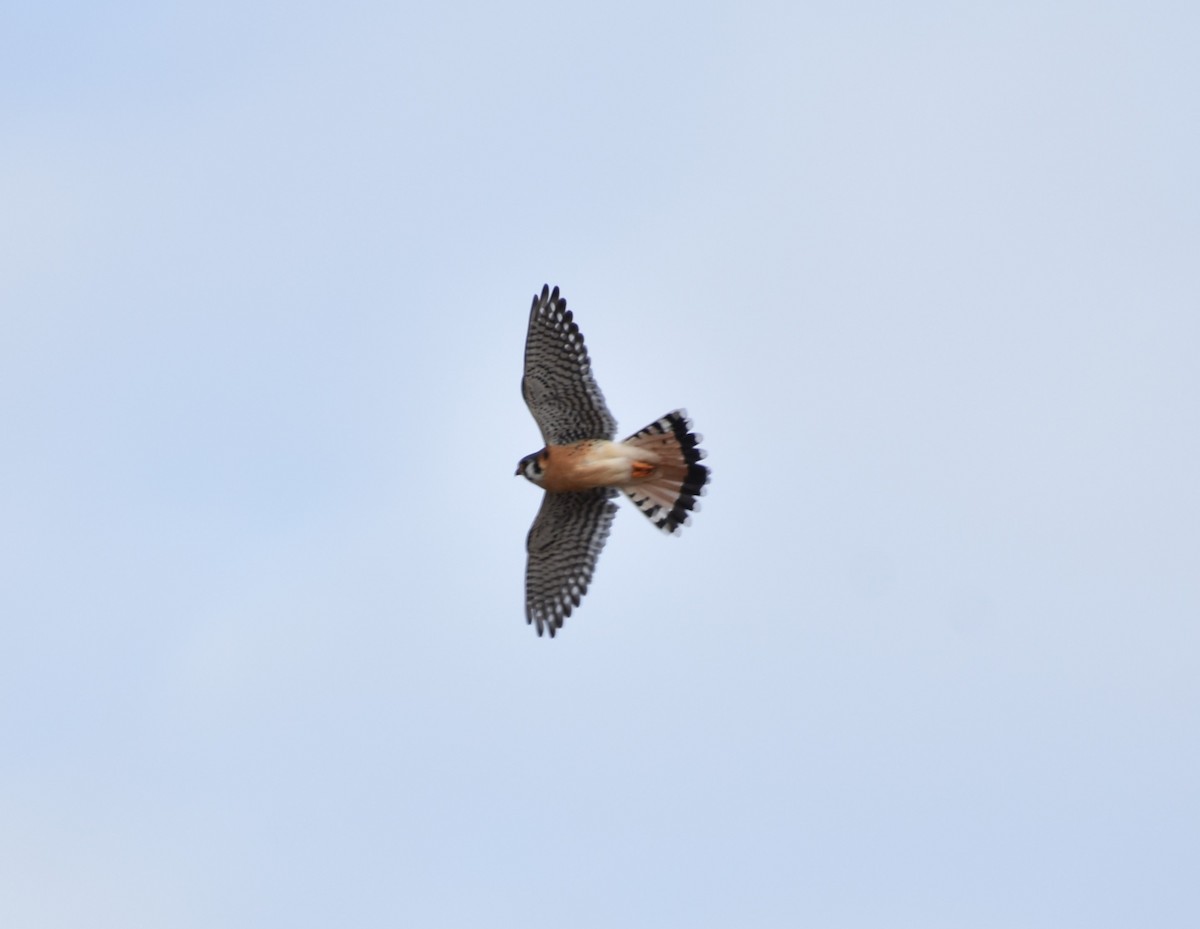 アメリカチョウゲンボウ - ML629154760