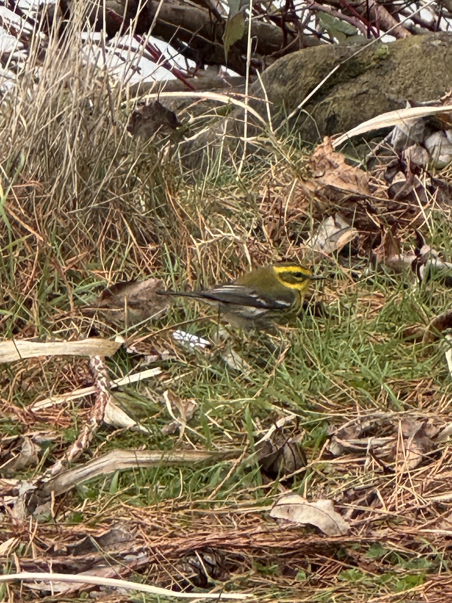 Townsend's Warbler - ML629154801
