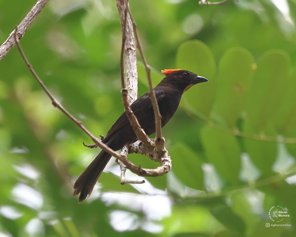 Flame-crested Tanager (Flame-crested) - ML629154974