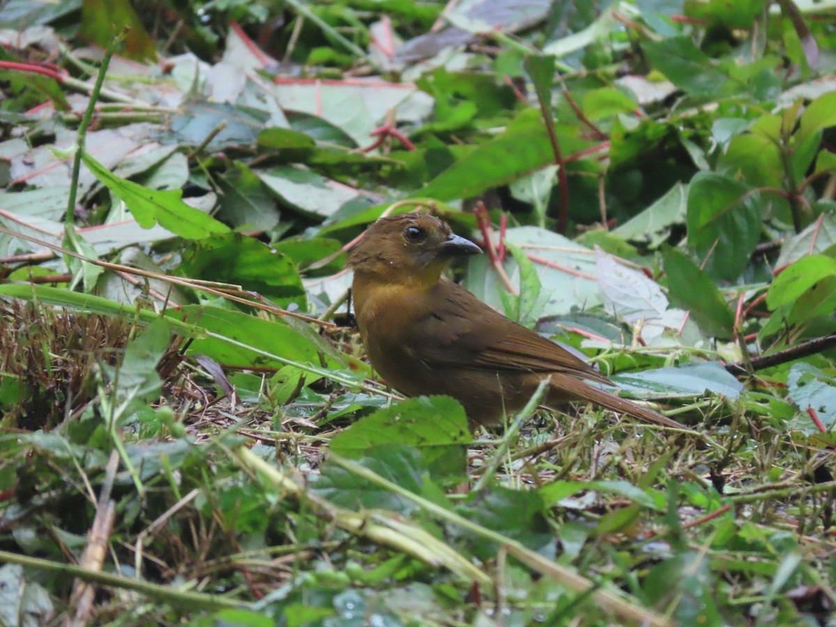 Red-throated Ant-Tanager - ML629154982