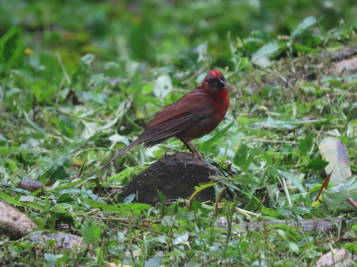 Red-throated Ant-Tanager - ML629154983