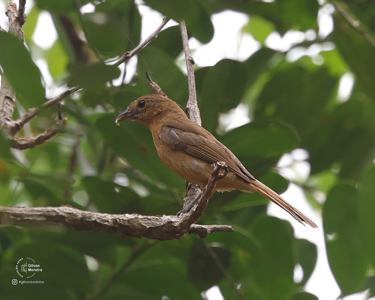 Flame-crested Tanager (Flame-crested) - ML629154986