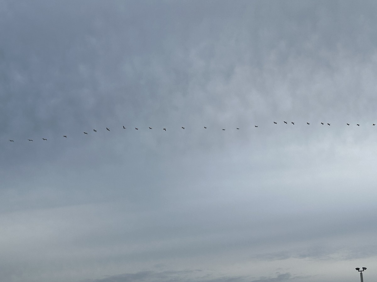 American White Pelican - ML629155981