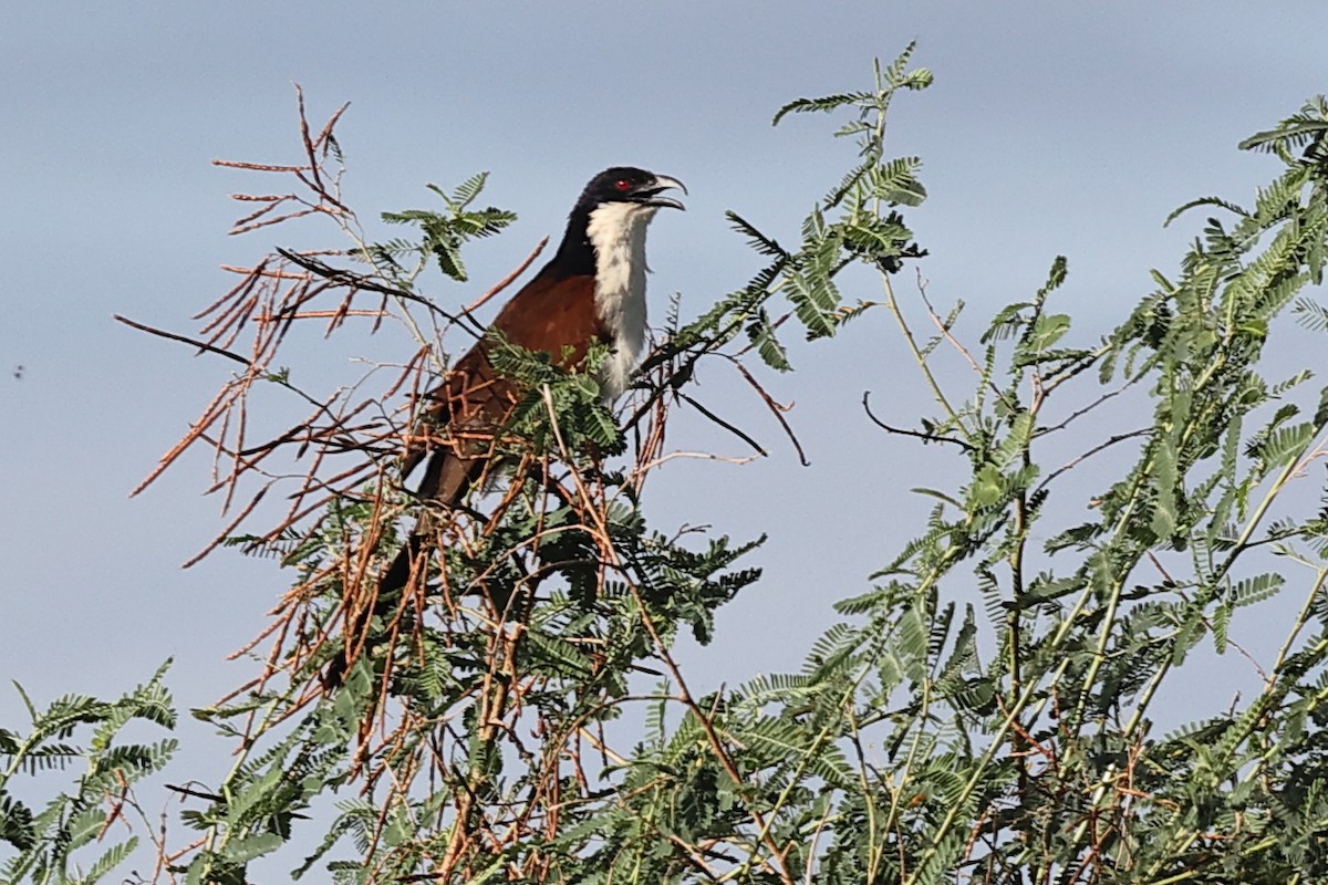 Coppery-tailed Coucal - ML629156205