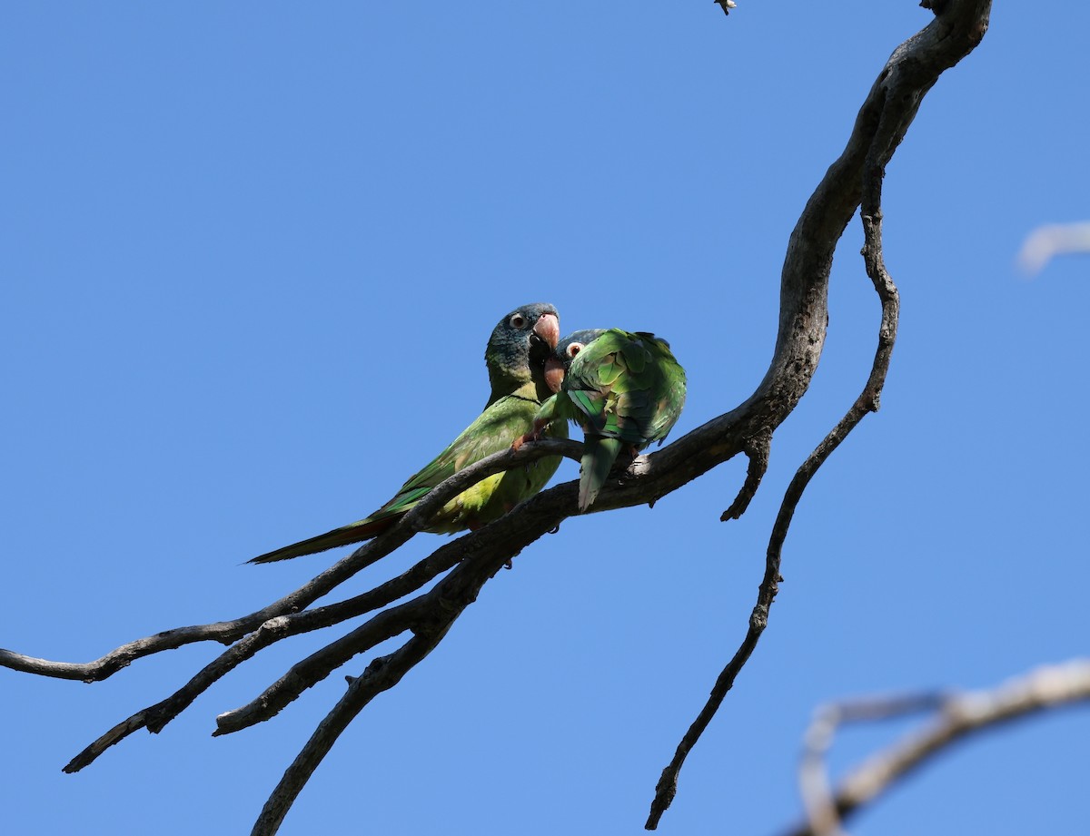 Blue-crowned Parakeet - ML629156285