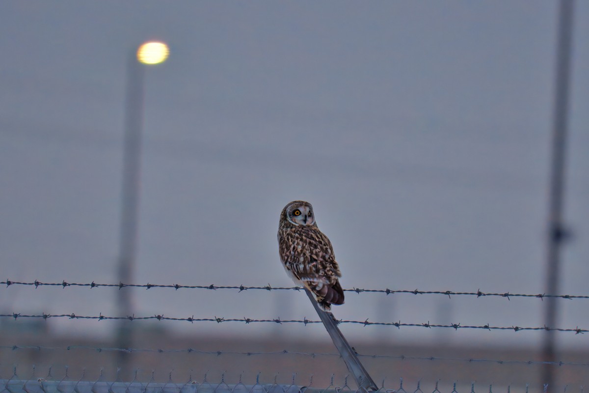 Short-eared Owl - ML629156304