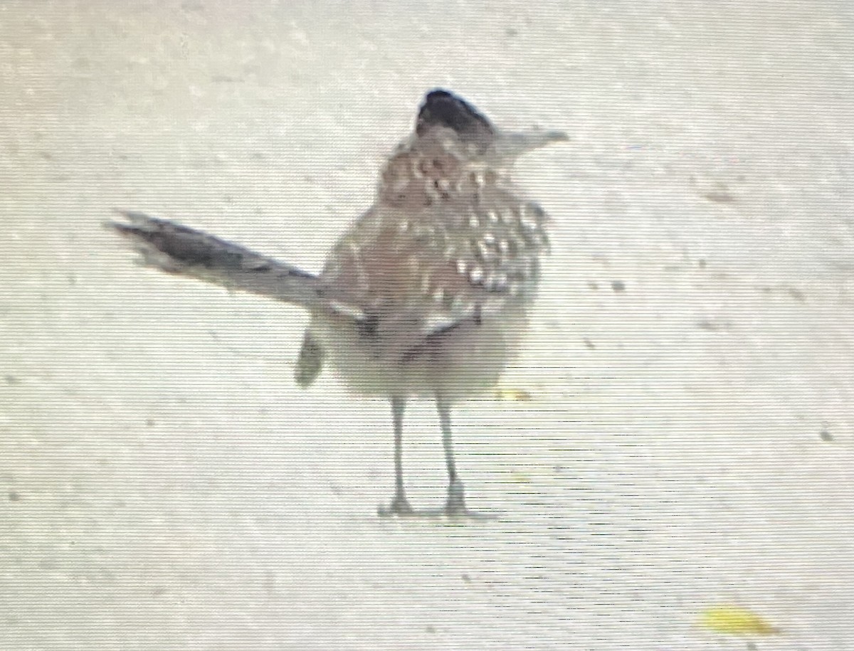 Greater Roadrunner - ML629156462