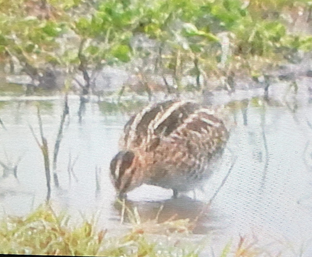 Wilson's Snipe - ML629156474