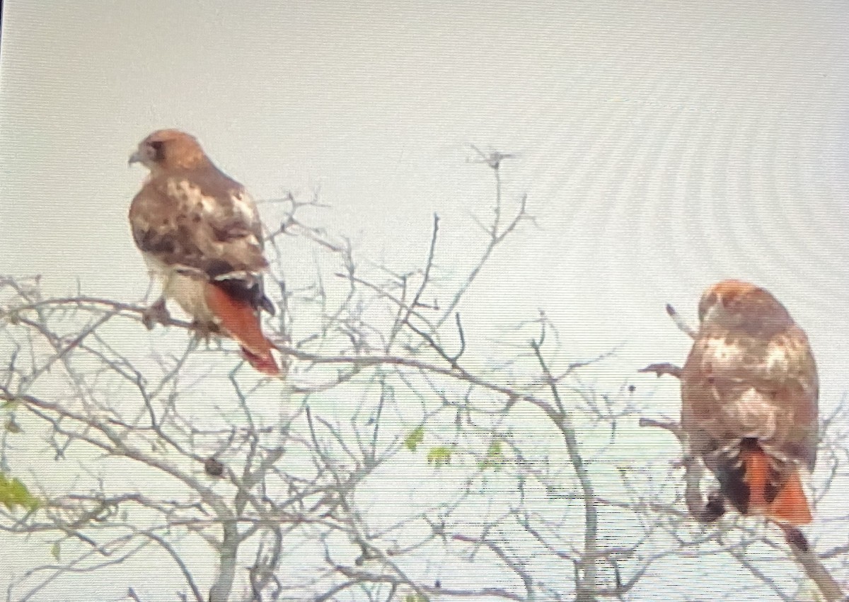Red-tailed Hawk - ML629156478