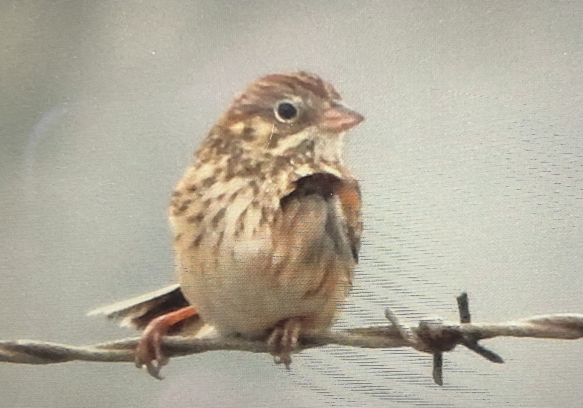 Vesper Sparrow - ML629156490