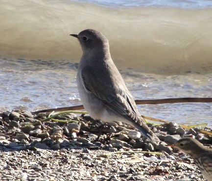 Mountain Bluebird - ML629156644