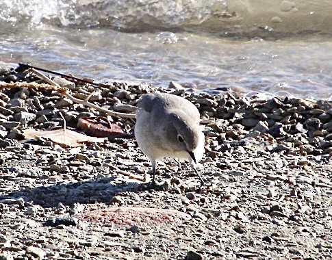 Mountain Bluebird - ML629156645
