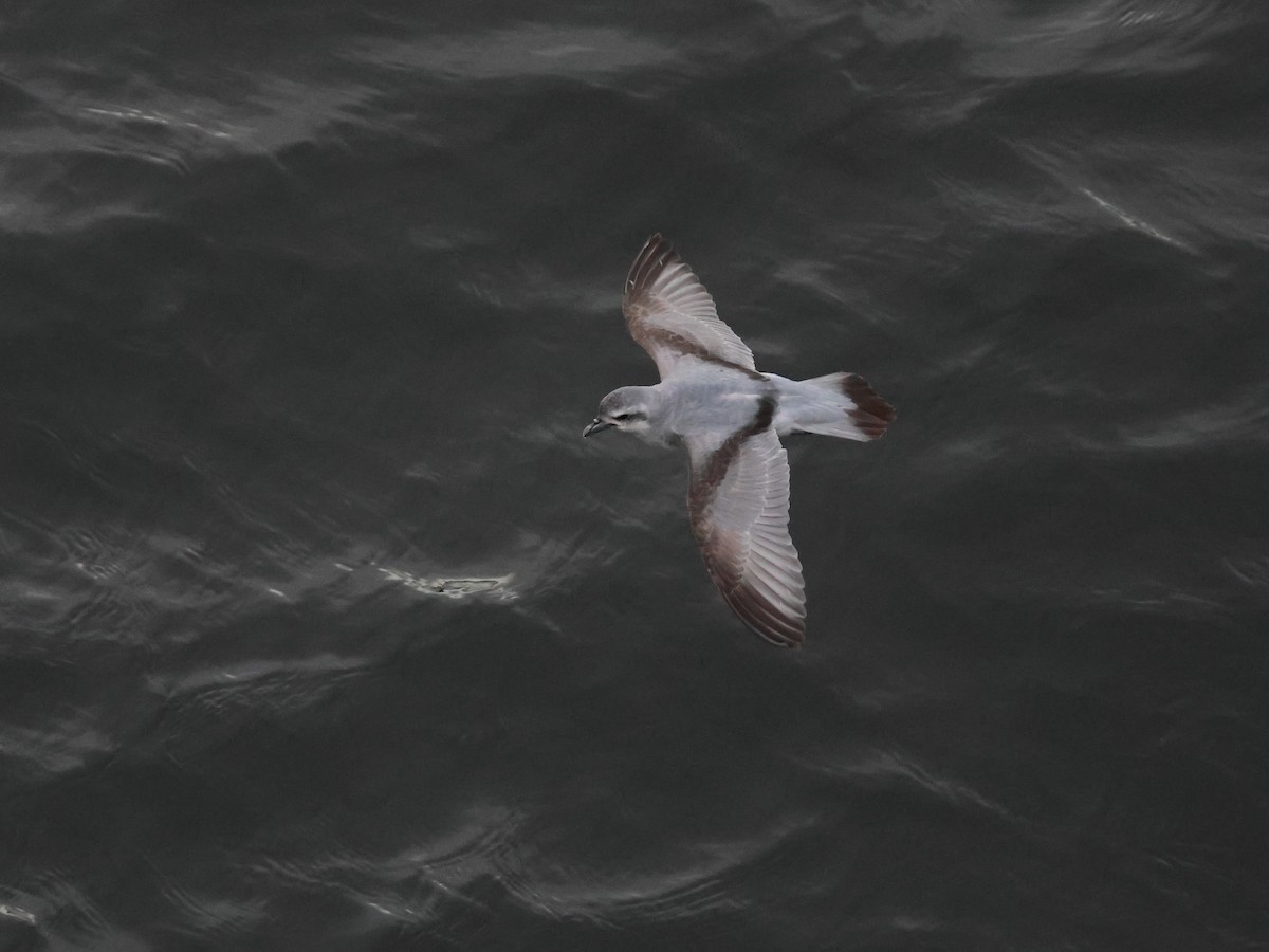 Fulmar Prion - ML629156724