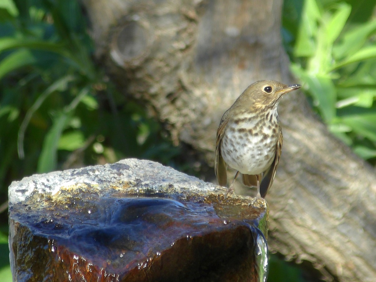 Hermit Thrush - ML629156966
