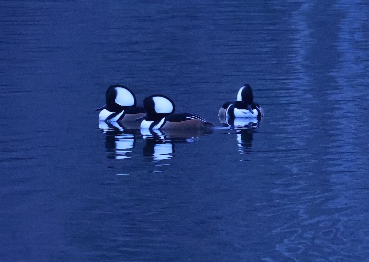 Hooded Merganser - ML629157201