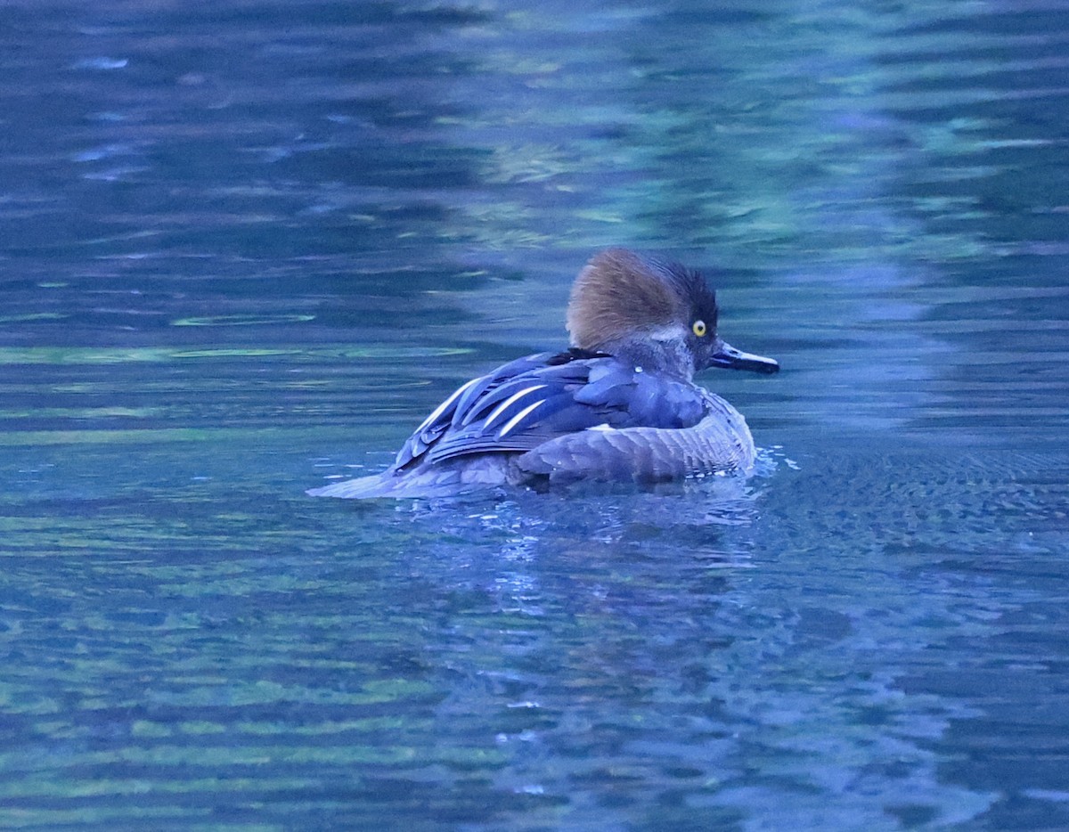 Hooded Merganser - ML629157202