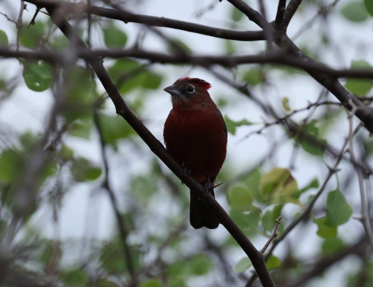 Red-crested Finch - ML629157364
