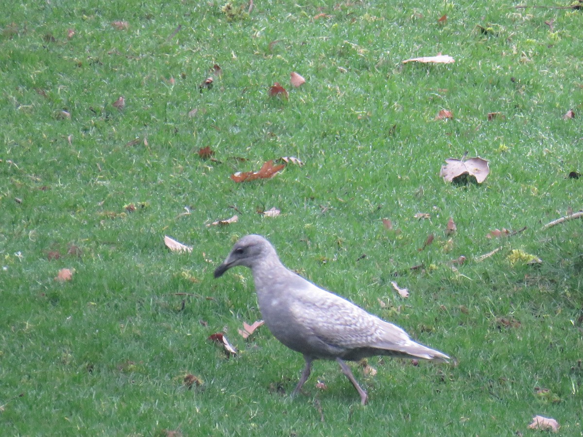 Glaucous-winged Gull - ML629157900