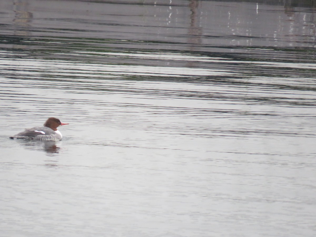 Common Merganser - ML629157907