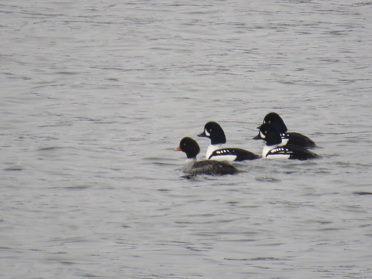 Barrow's Goldeneye - ML629157922