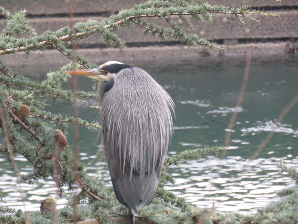 Great Blue Heron - ML629157944