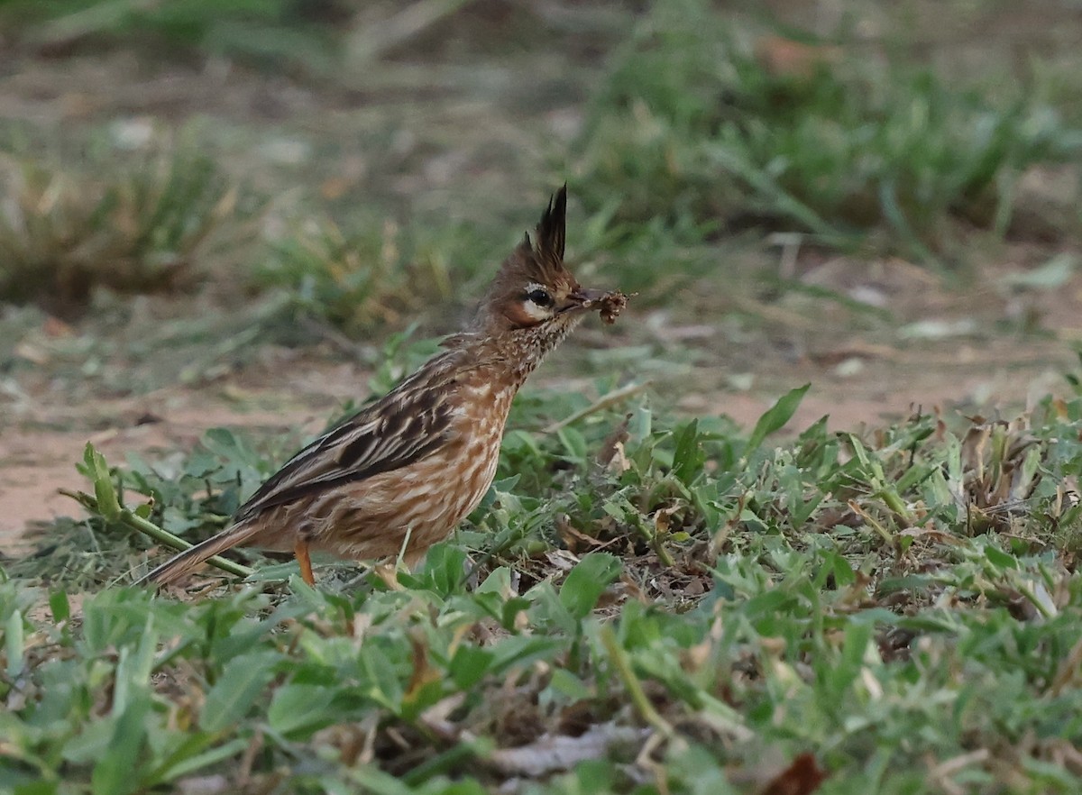 Lark-like Brushrunner - ML629157952