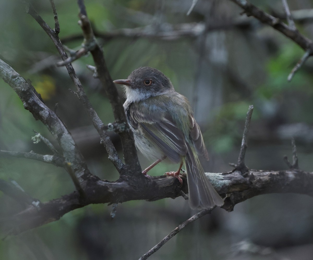 Pearly-vented Tody-Tyrant - ML629157972