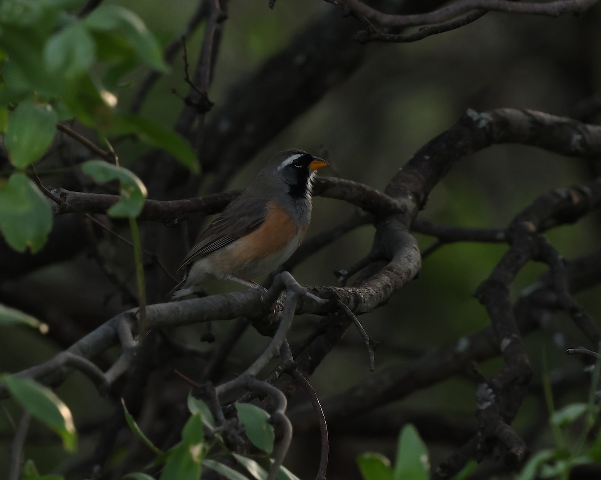 Many-colored Chaco Finch - ML629157983