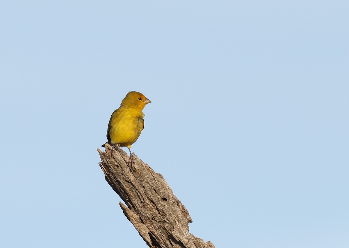 Saffron Finch - ML629158000