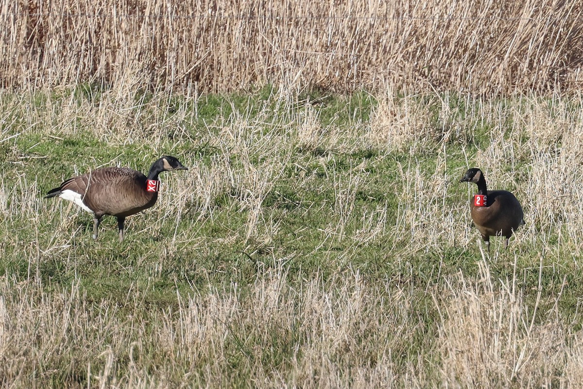 Canada Goose (occidentalis/fulva) - ML629158087