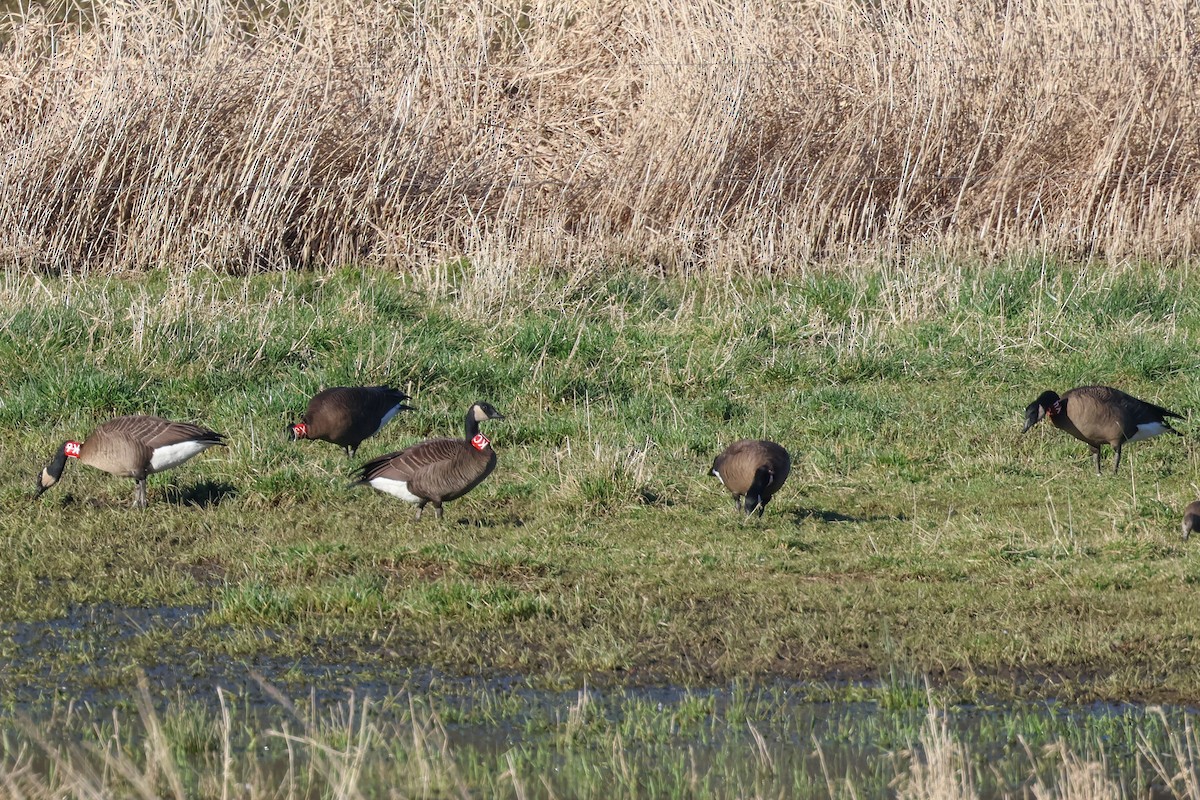 Canada Goose (occidentalis/fulva) - ML629158089