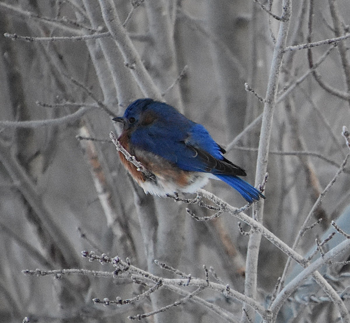 Eastern Bluebird - ML629158521