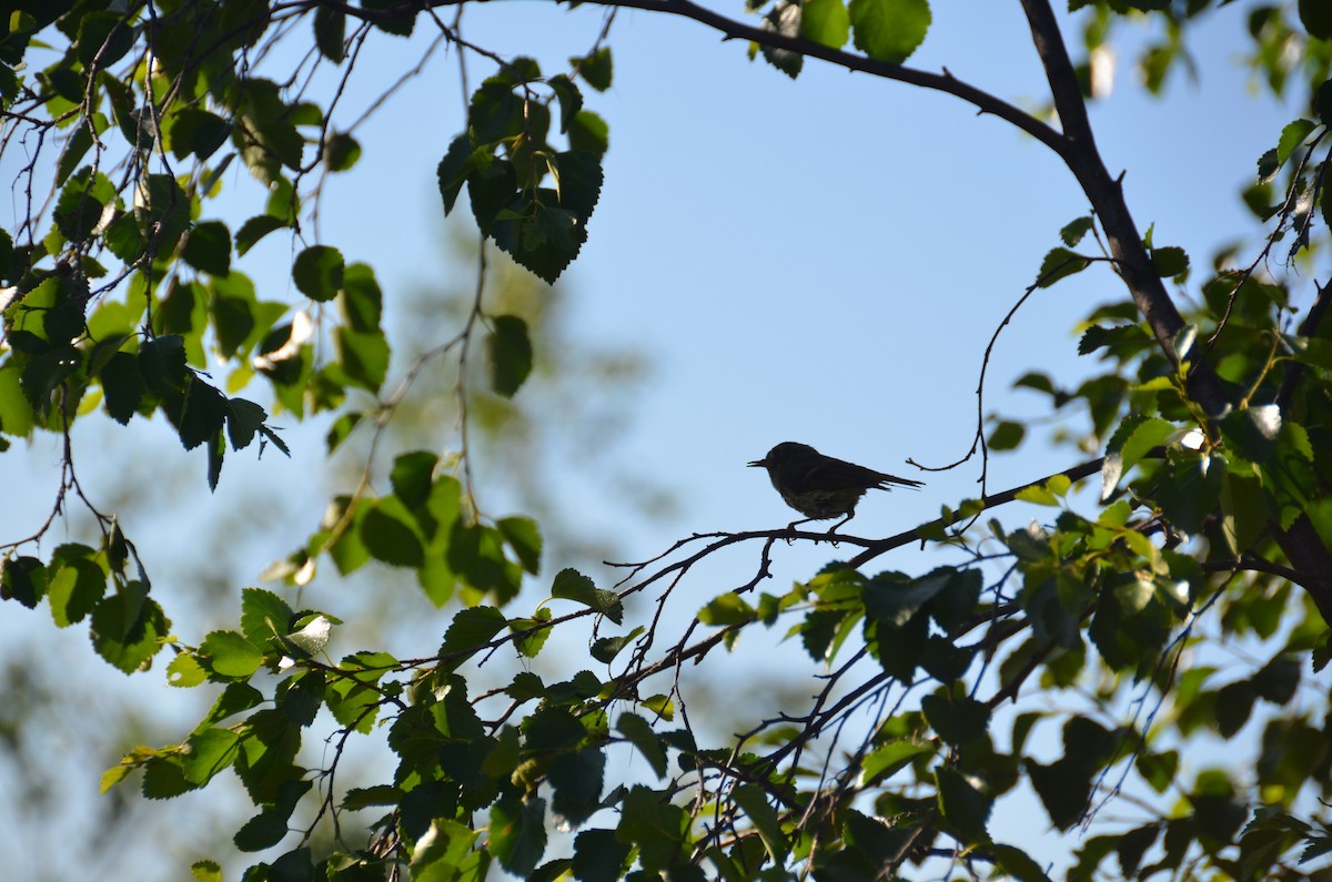 Ruby-crowned Kinglet - ML629158849
