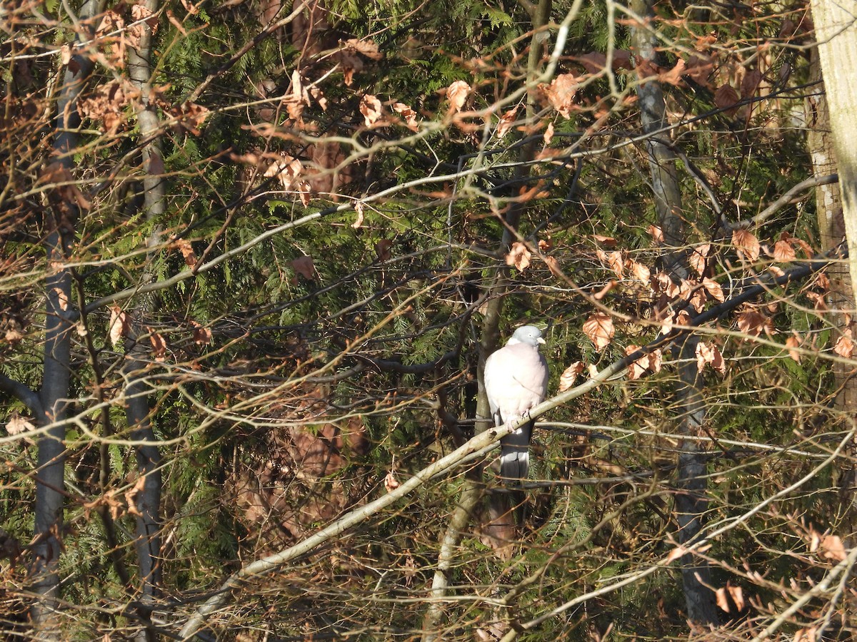 Common Wood-Pigeon (White-necked) - ML629158907