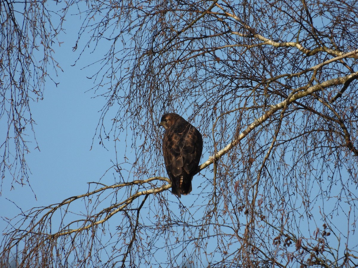 Common Buzzard (Western) - ML629158930