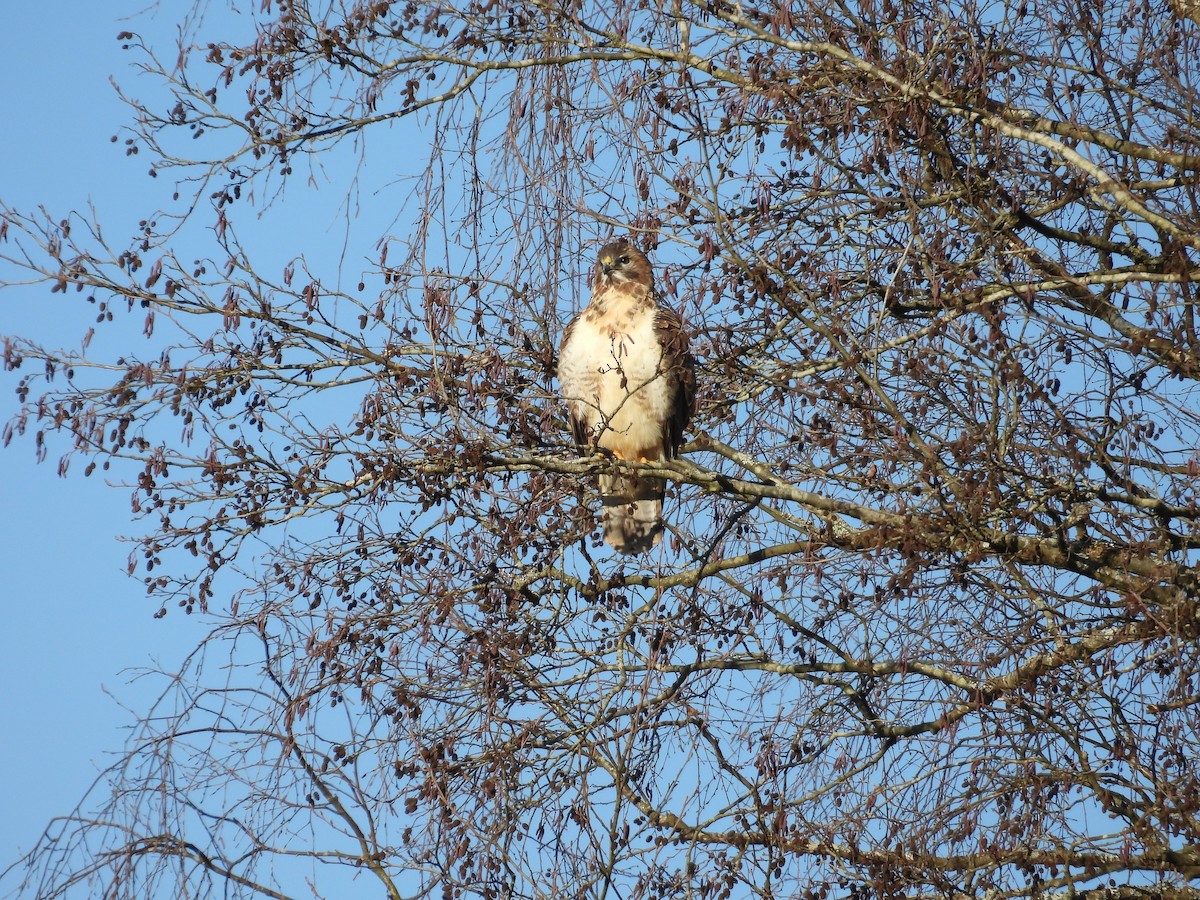 Common Buzzard (Western) - ML629158931